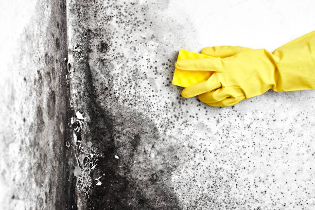 Best Toxic Mold Removal  in Derwood, MD