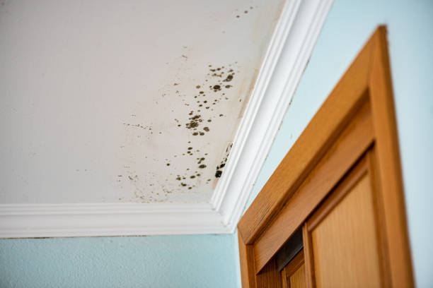 Best Mold Remediation  in Derwood, MD
