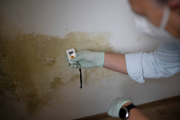 Best Certified Mold Removal  in Derwood, MD