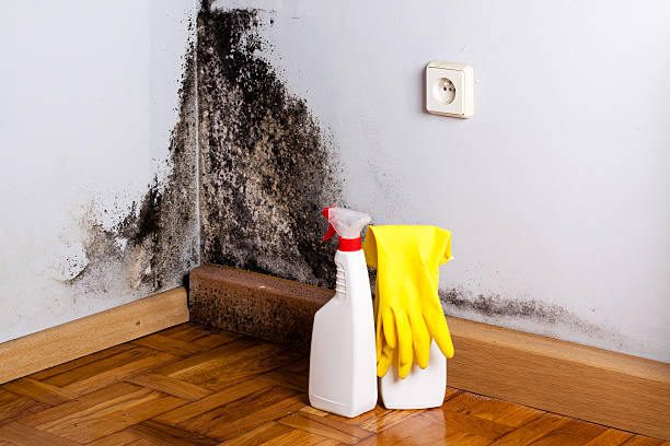 Best Commercial Mold Removal  in Derwood, MD