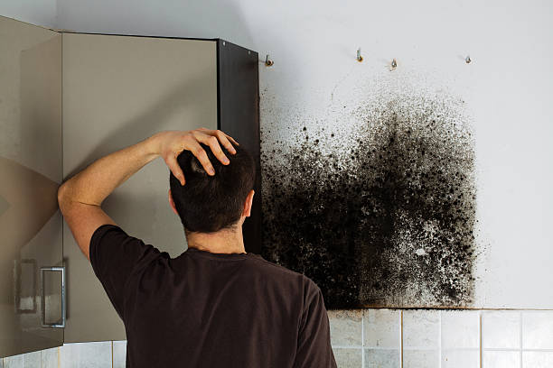 Derwood, MD Mold Removal Company